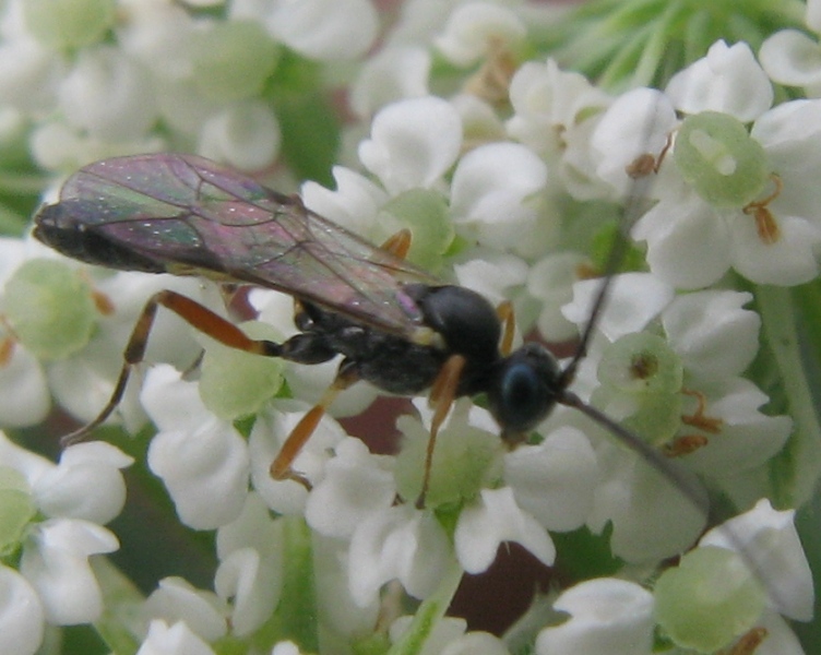 ichneumonide (probabile Campopleginae)